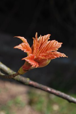 Acer pseudoplatanus 'Brillantissimum' - javor horský, klen - list jaro